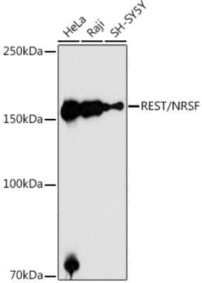 Western Blot: NRSF Antibody [NBP2-93006] - Western blot analysis of extracts of various cell lines, using NRSF antibody (NBP2-93006) at 1:1000 dilution. Secondary antibody: HRP Goat Anti-Rabbit IgG (H+L) at 1:10000 dilution. Lysates/proteins: 25ug per lane. Blocking buffer: 3% nonfat dry milk in TBST. Detection: ECL Enhanced Kit. Exposure time: 180s.